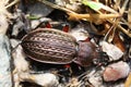 Ground beetle Ã¢â¬â beautiful bronze bug